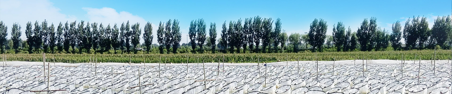 ����8��·�������