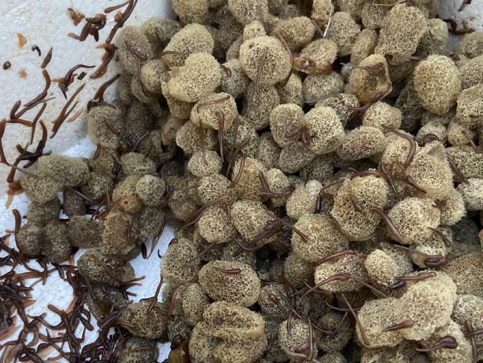 ����8��·��������Ѽ�