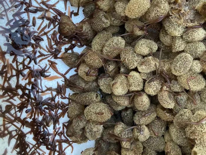 ����8��·��������Ѽ�