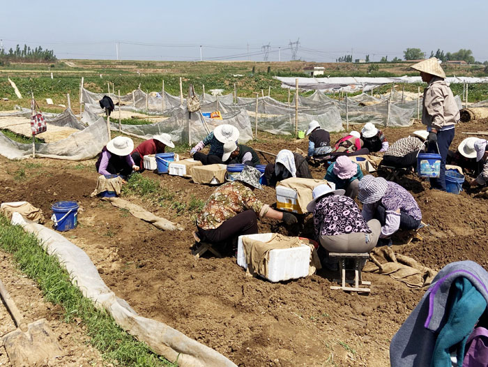 ��ֳ����