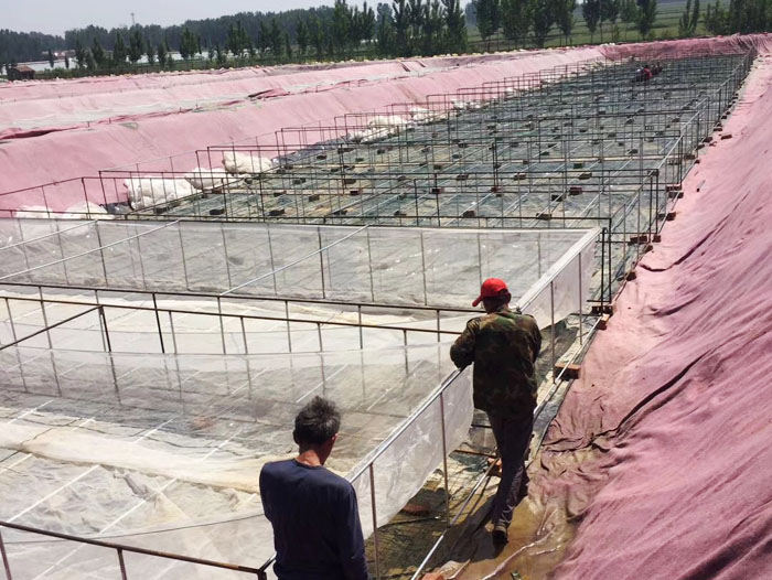 ��ֳ����