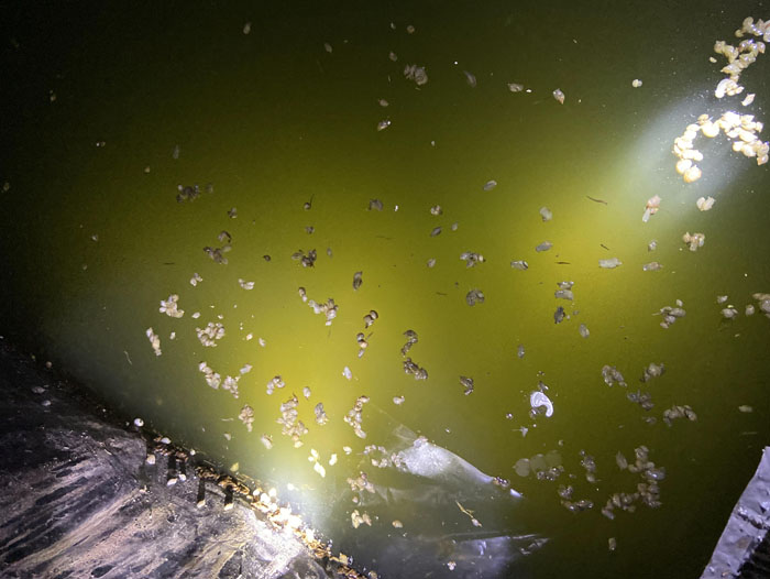 ��ֳ����