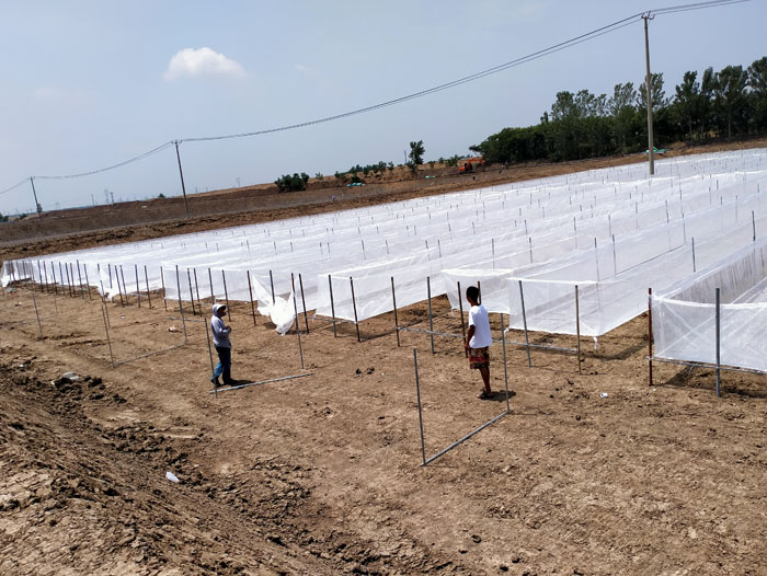 ��ֳ����