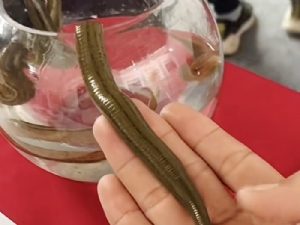 天游8线路检测中心成苗