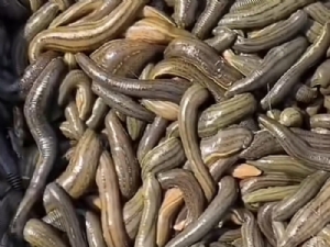 天游8线路检测中心成苗