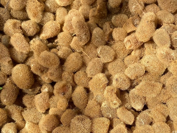 天游8线路检测中心卵茧