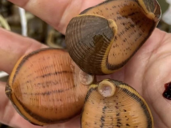 天游8线路检测中心卵茧