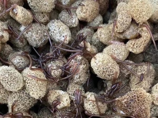 天游8线路检测中心卵茧