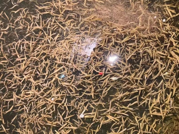 天游8线路检测中心卵茧