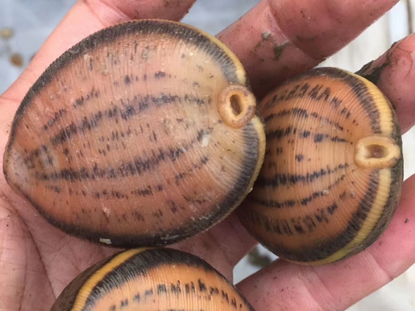 天游8线路检测中心小苗