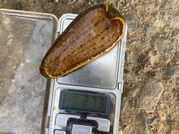 天游8线路检测中心小苗