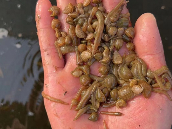 天游8线路检测中心小苗