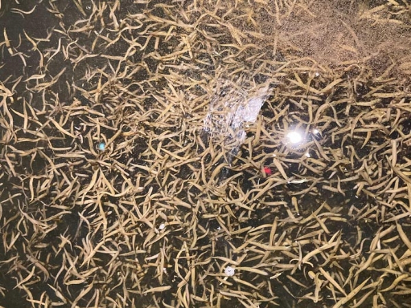 天游8线路检测中心小苗