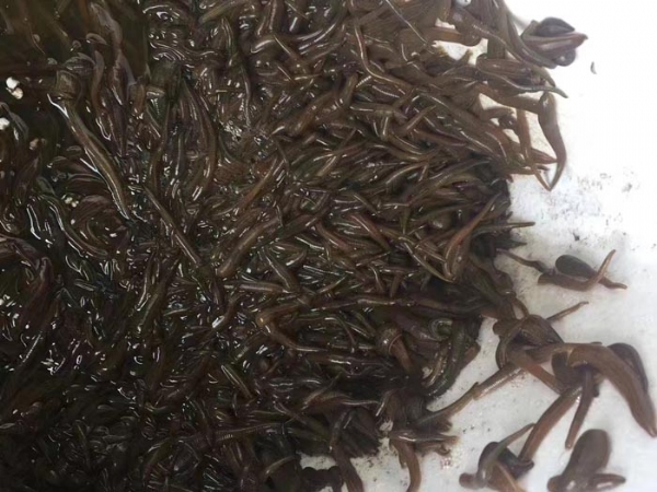 天游8线路检测中心小苗