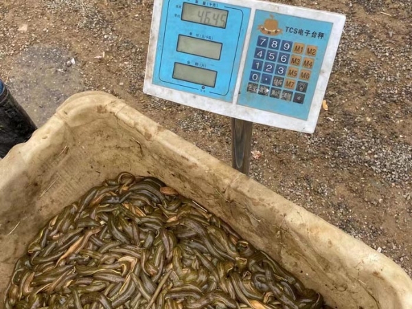 天游8线路检测中心小苗