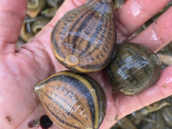 天游8线路检测中心小苗