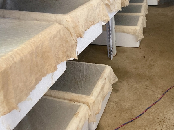 天游8线路检测中心小苗