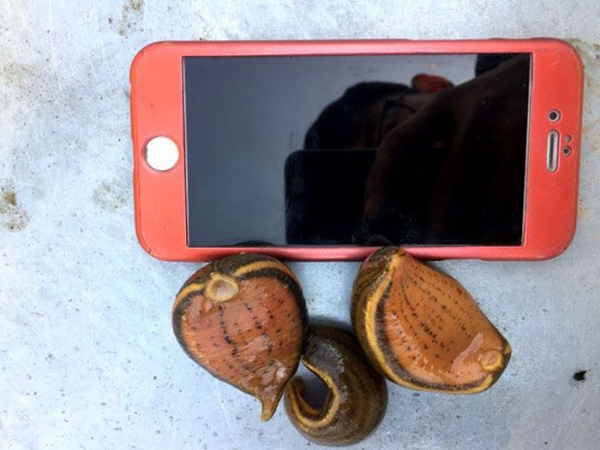 ����8��·�������С��