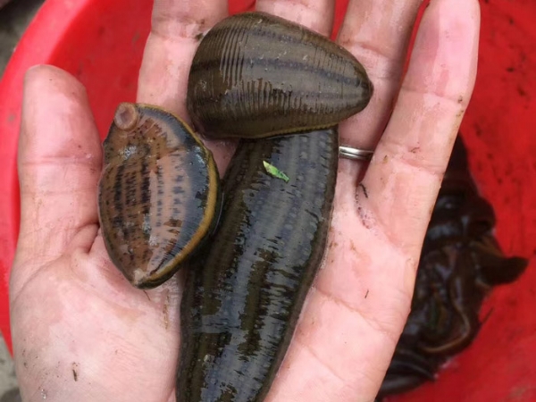 天游8线路检测中心成苗