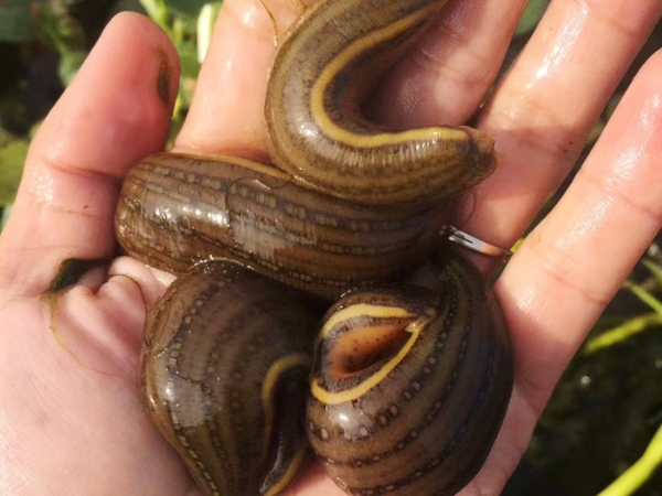 天游8线路检测中心成苗