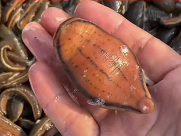 天游8线路检测中心成苗