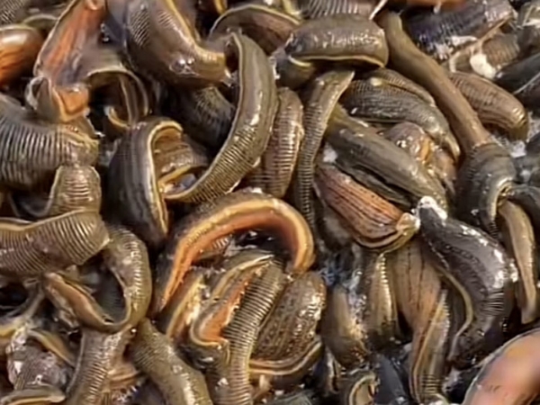 天游8线路检测中心成苗