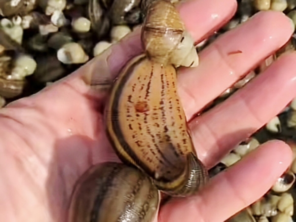 天游8线路检测中心成苗