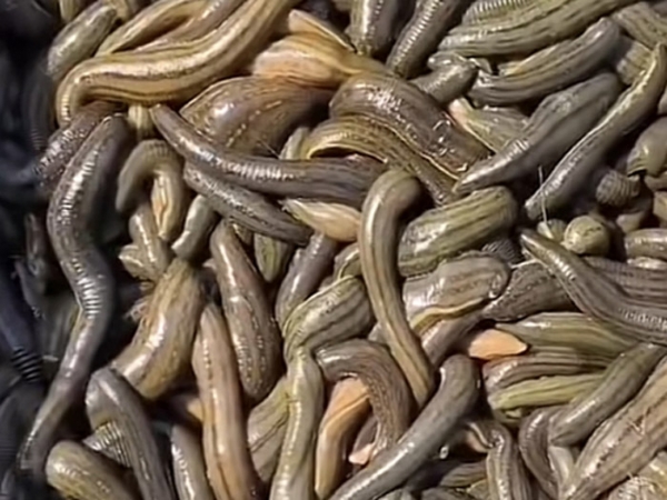 天游8线路检测中心成苗