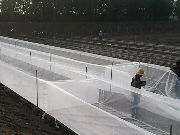 ��ֳ����