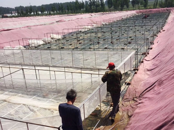 ��ֳ����