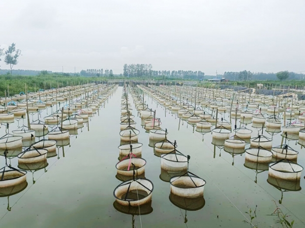 ��ֳ����