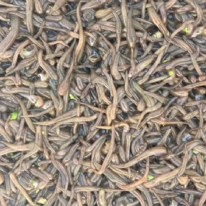 ����8��·��������Ѽ�