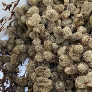 ����8��·��������Ѽ�