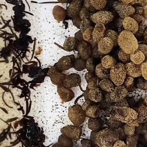 ����8��·��������Ѽ�