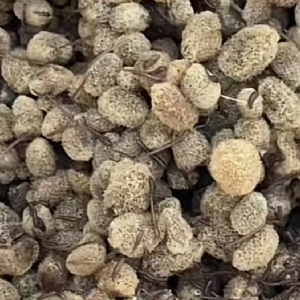 ����8��·��������Ѽ�