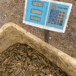 ����8��·�������С��