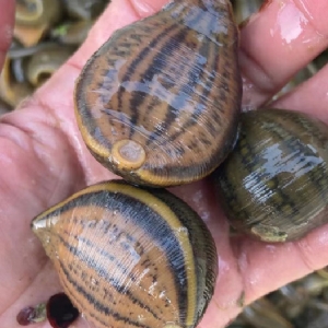 ����8��·�������С��