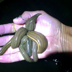 ����8��·�������С��