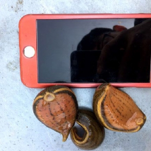 ����8��·�������С��