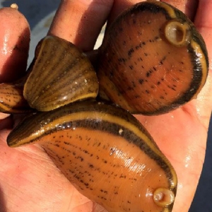 ����8��·�������С��