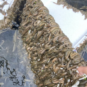 ����8��·������ĳ���