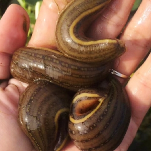 ����8��·������ĳ���