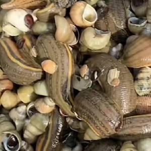 ����8��·������ĳ���