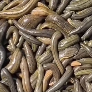 ����8��·������ĳ���