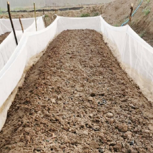 ��ֳ����