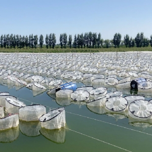 ��ֳ����