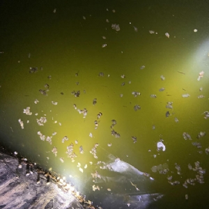 ��ֳ����