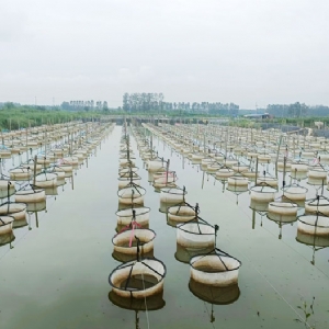 ��ֳ����