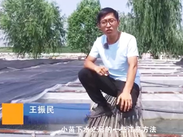 天游8线路检测中心小苗下水后的注重和操作