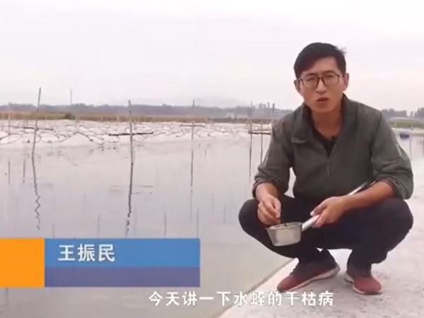 天游8线路检测中心干枯病爆发涯纪律及防治要领